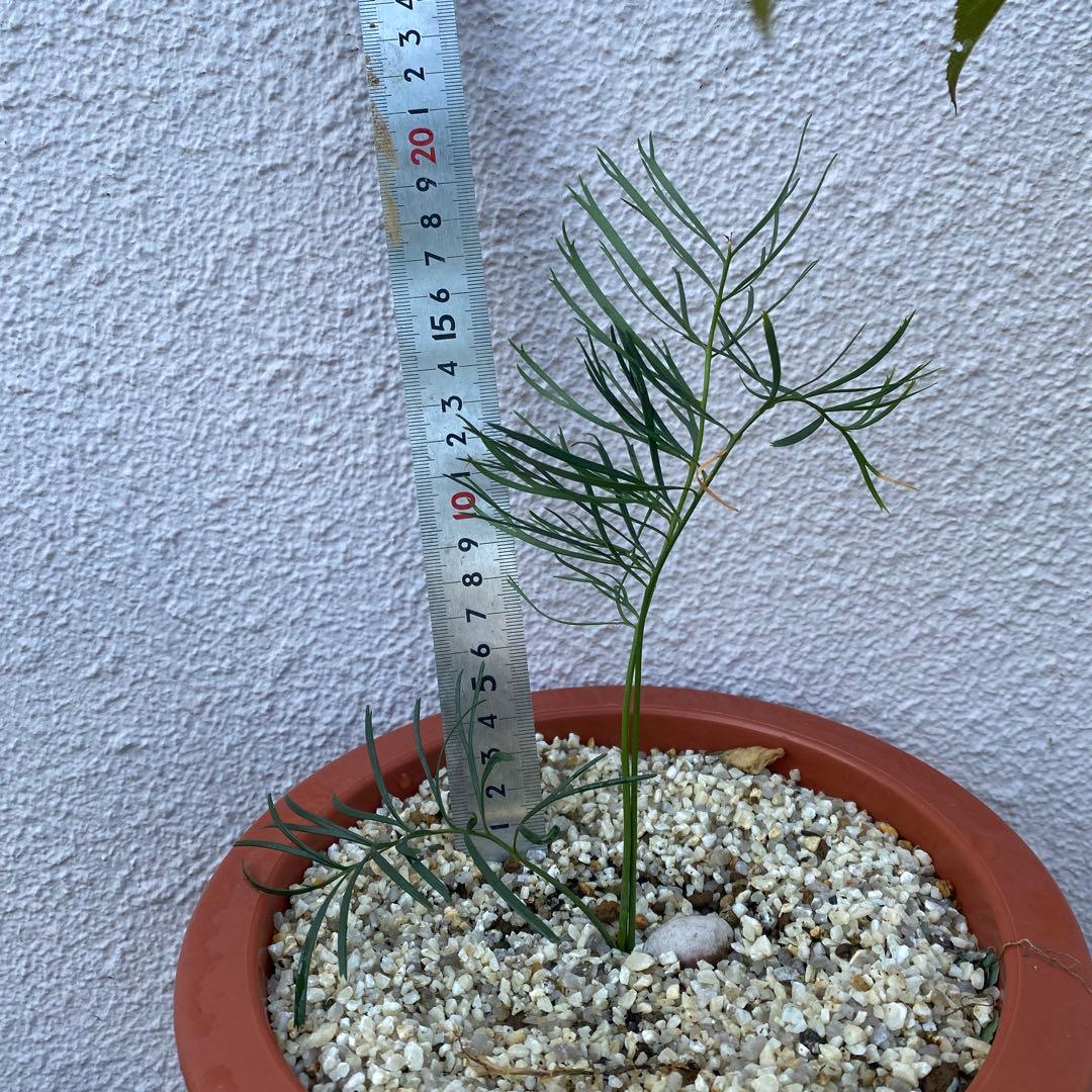 マクロザミア ステノメラ Macrozamia stenomera