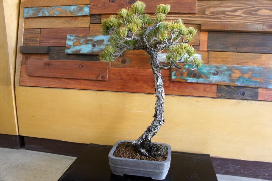 盆栽 『五葉松』 インテリア 観葉植物 園芸 ガーデニング 送料無料 b199