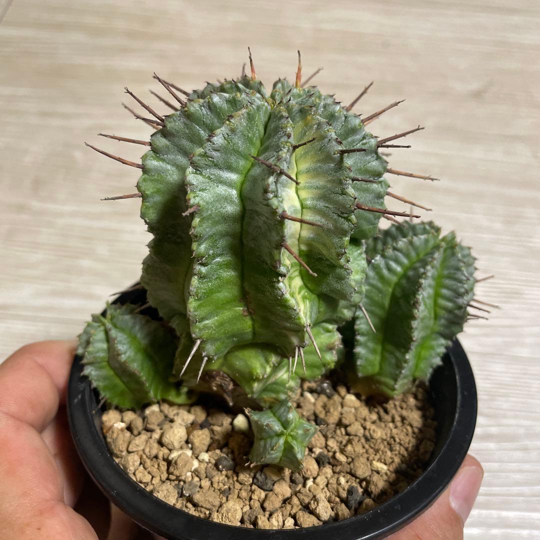 ホリダ錦　ユーフォルビア　サボテン　多肉植物