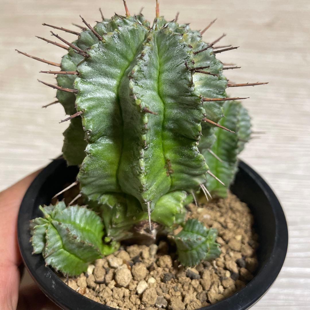 ホリダ錦　ユーフォルビア　サボテン　多肉植物