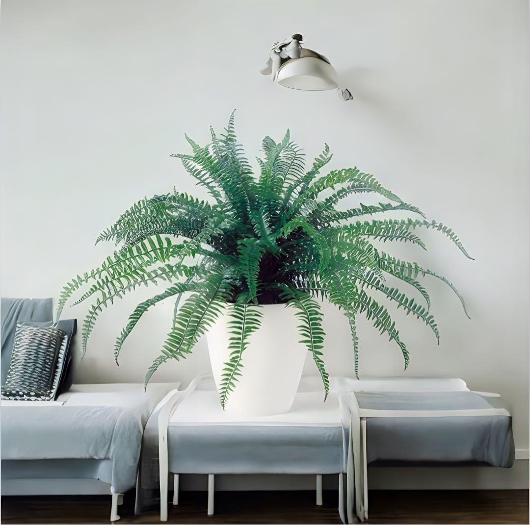 光触媒　人工観葉植物　ウォールグリーン　フェイクグリーン　特大ボストンファンR