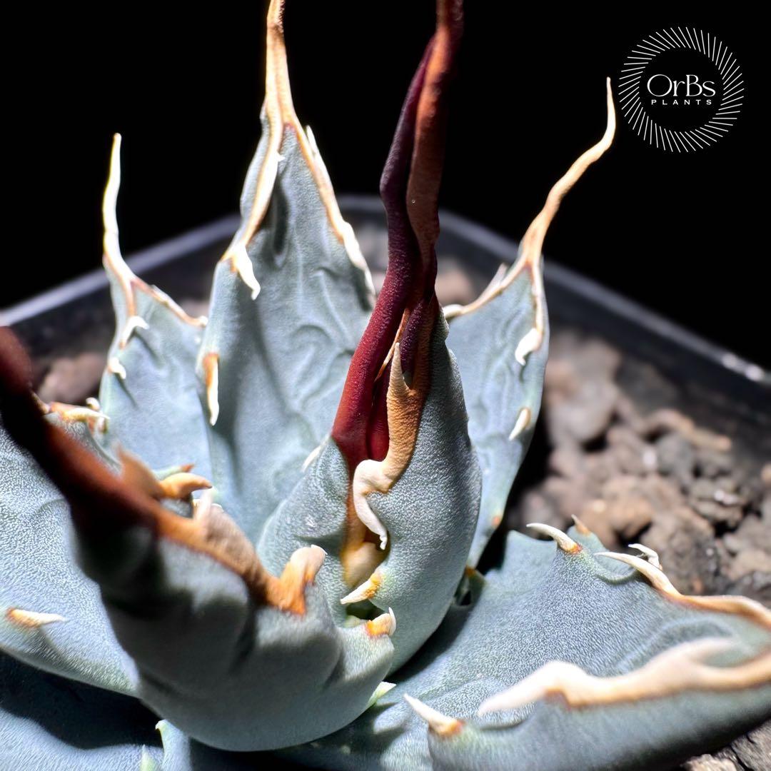 【実生】アガベ ユタエンシス エボリスピナ コークスクリュー 美形 微陽炎株