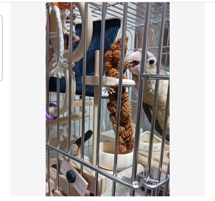a17　粟の穂ホルダ　バードトイ　インコ　止まり木