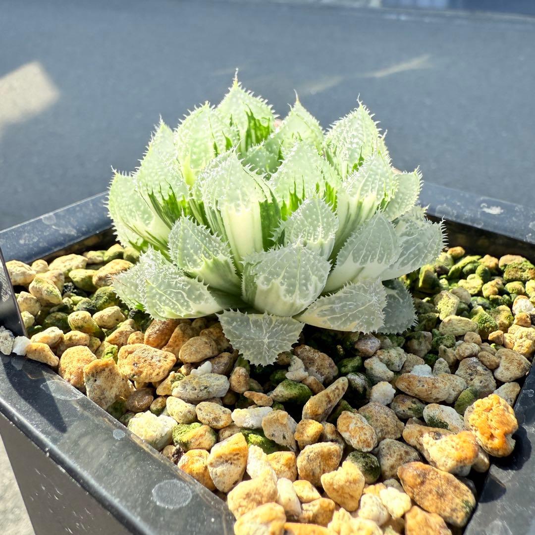多肉植物 ハオルチア 氷魂オブツーサ錦 親株 10.5x10.5cm鉢
