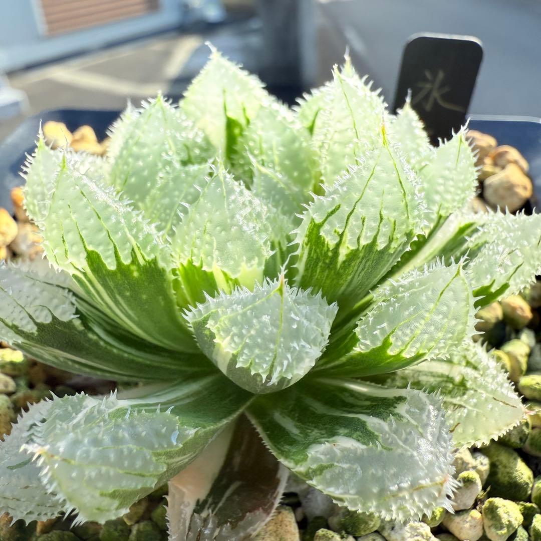 多肉植物 ハオルチア 氷魂オブツーサ錦 親株 10.5x10.5cm鉢