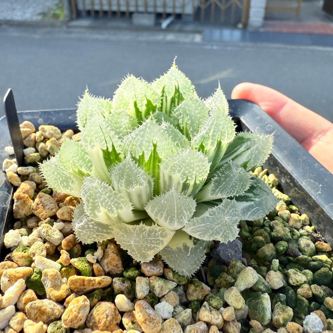 多肉植物 ハオルチア 氷魂オブツーサ錦 親株 10.5x10.5cm鉢