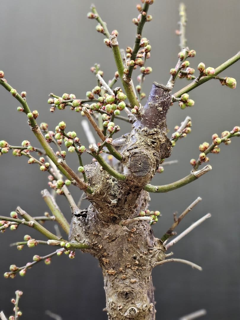 盆栽 今が旬 花梅 梅 【思いのままに】9号鉢 極上品 幹太 ほぼ蕾 写真現物