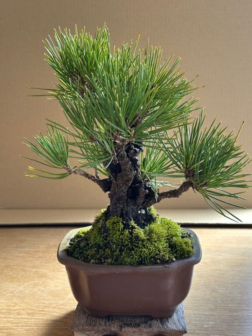 盆栽 小品盆栽 錦松(夢錦)-4