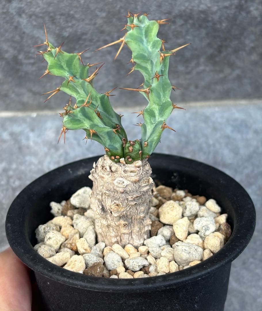 発根済み ユーフォルビア クラビゲラ 現地球 カキコ