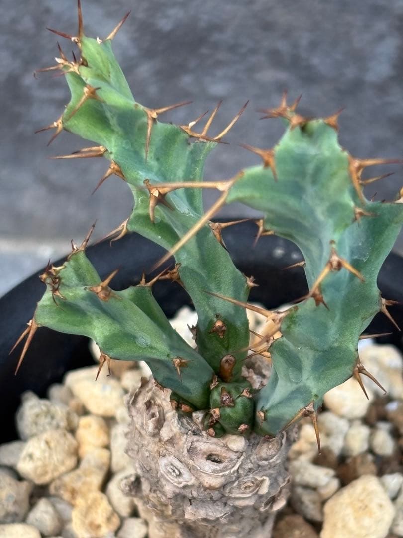 発根済み ユーフォルビア クラビゲラ 現地球 カキコ