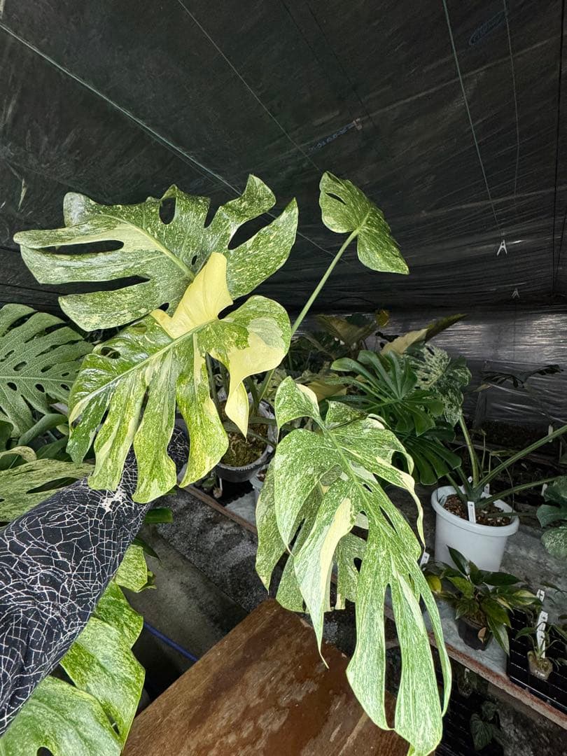 LG10モンステラ　レガシー　美斑入り健康株