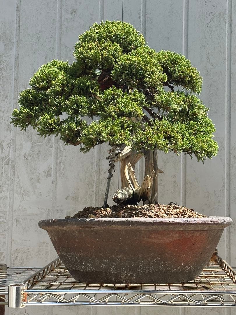 中型盆栽( 引取限定　) 大阪府和泉市