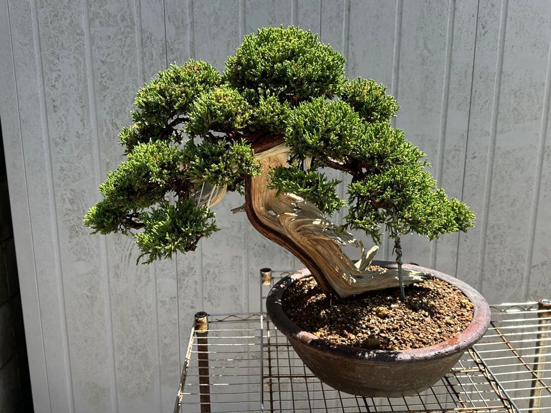 中型盆栽( 引取限定　) 大阪府和泉市