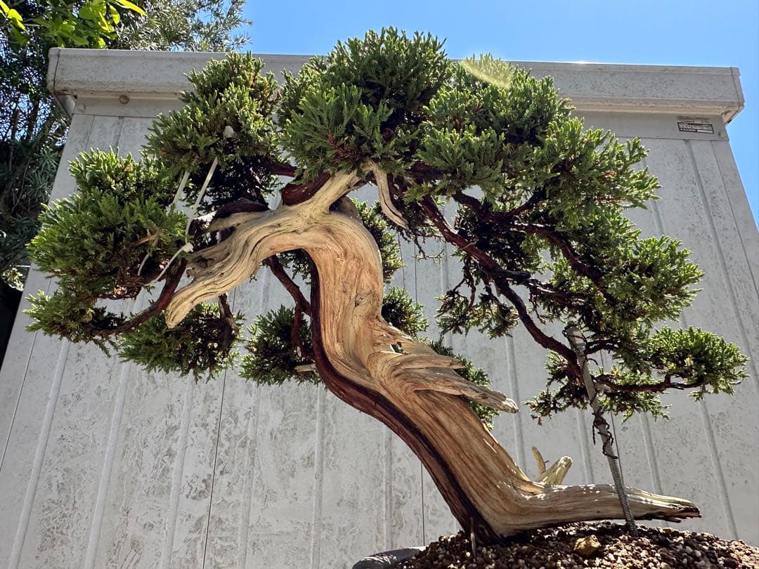 中型盆栽( 引取限定　) 大阪府和泉市