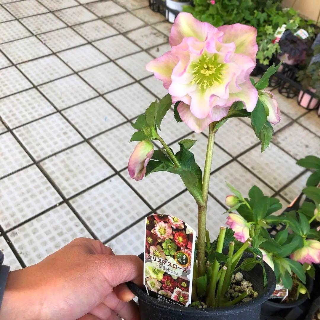 新春大特価 クリスマスローズ 八重 8種セット 豊園芸 花付き現品発送レア品種