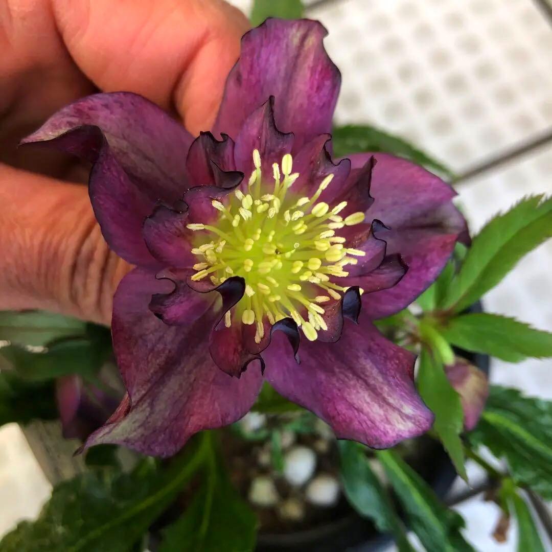 新春大特価 クリスマスローズ 八重 8種セット 豊園芸 花付き現品発送レア品種