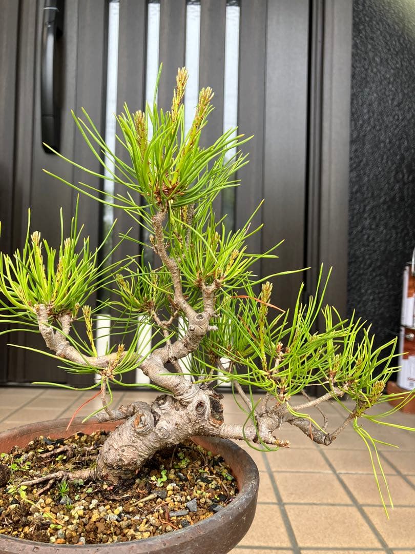 大特価！小品盆栽　赤松①　極太の優良素材　新春大特価！大幅値下げ早いもの勝ち