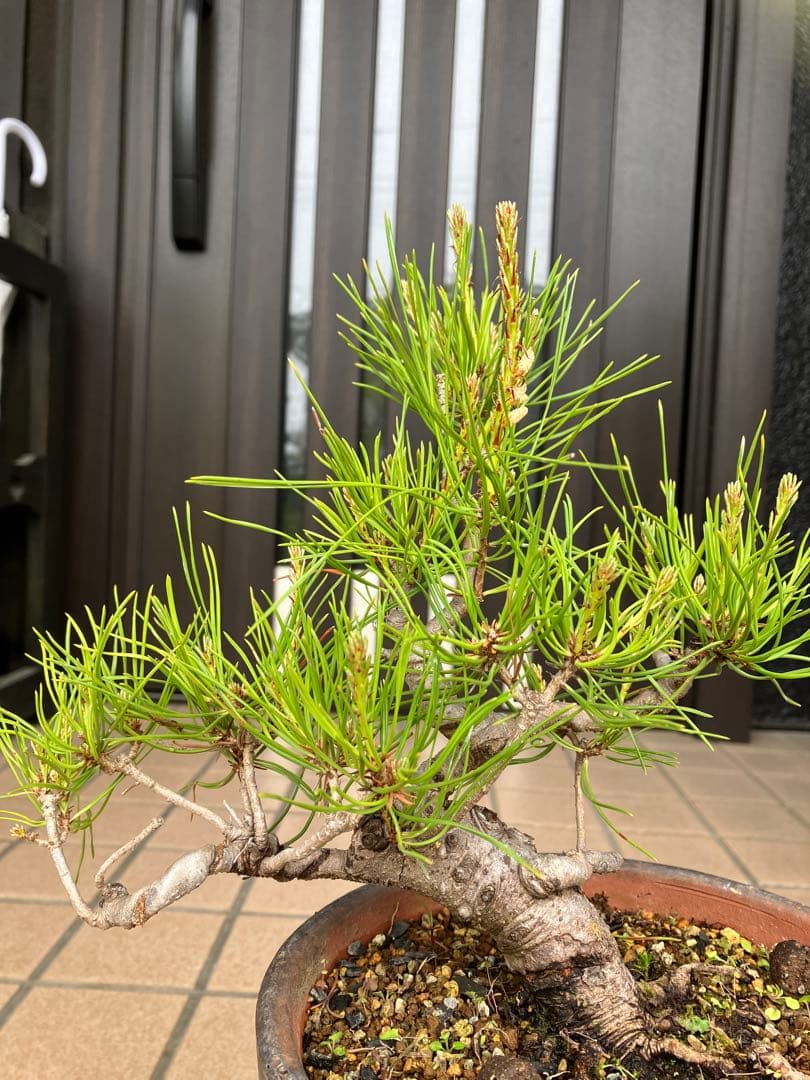 大特価！小品盆栽　赤松①　極太の優良素材　新春大特価！大幅値下げ早いもの勝ち