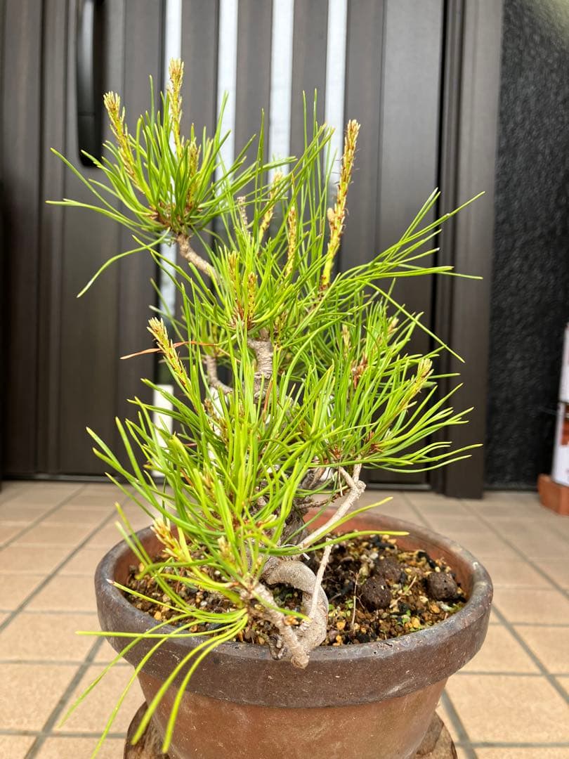 大特価！小品盆栽　赤松①　極太の優良素材　新春大特価！大幅値下げ早いもの勝ち