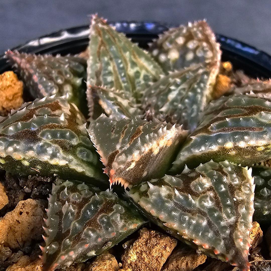 多肉植物 ハオルチア LALK×闇の森兄弟