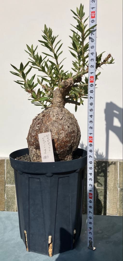 パキポディウム ・ビスピノーサム　現地球　鉢付　検グラキリス　パキプス　ホリダス