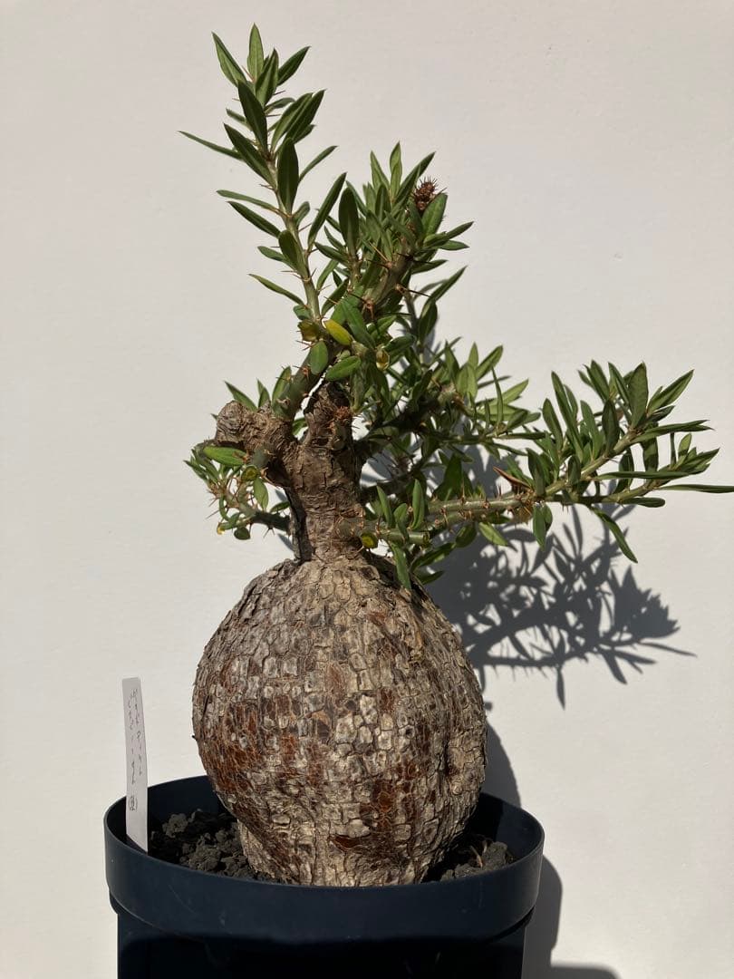 パキポディウム ・ビスピノーサム　現地球　鉢付　検グラキリス　パキプス　ホリダス