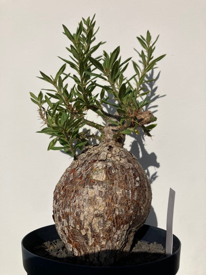 パキポディウム ・ビスピノーサム　現地球　鉢付　検グラキリス　パキプス　ホリダス