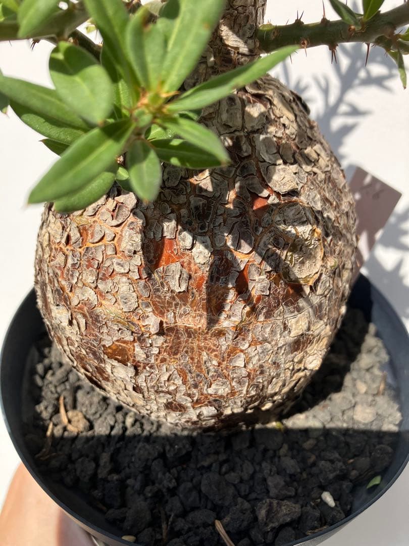 パキポディウム ・ビスピノーサム　現地球　鉢付　検グラキリス　パキプス　ホリダス