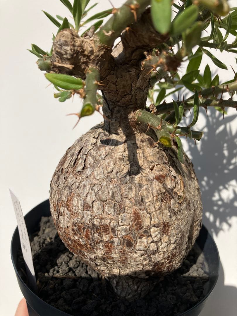 パキポディウム ・ビスピノーサム　現地球　鉢付　検グラキリス　パキプス　ホリダス