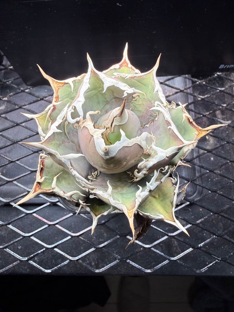 アガベFO-076 ボールタイプ