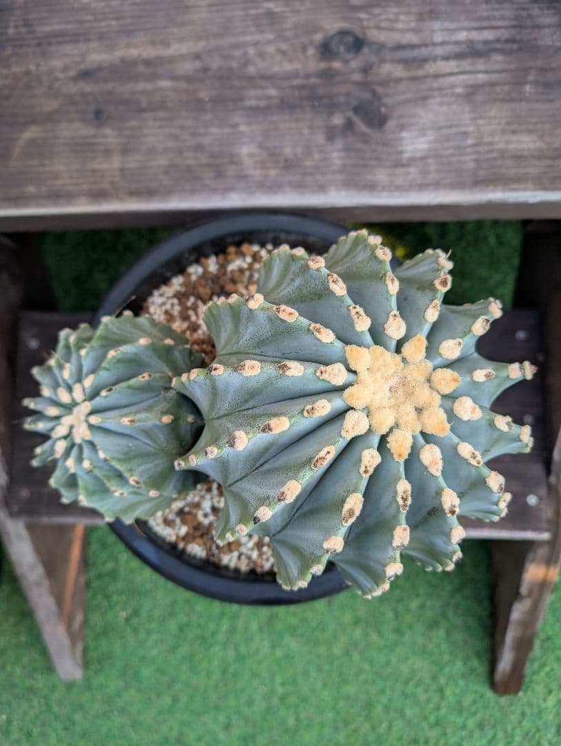 【Omc Labo】極上2　フェロカクタス刺無王冠竜　希少 サボテン　古木