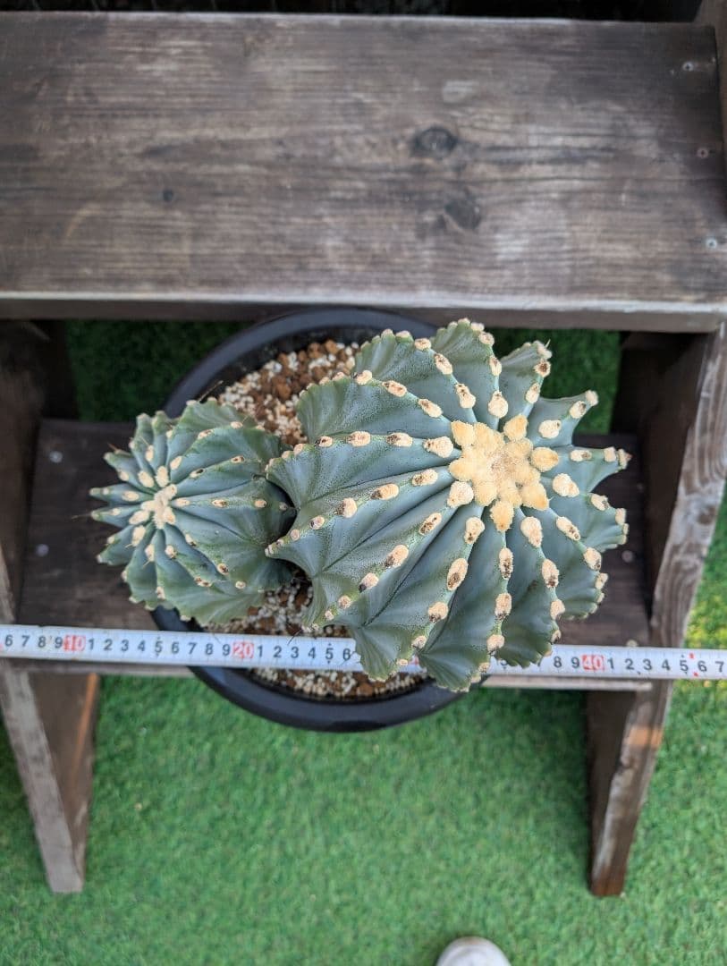 【Omc Labo】極上2　フェロカクタス刺無王冠竜　希少 サボテン　古木