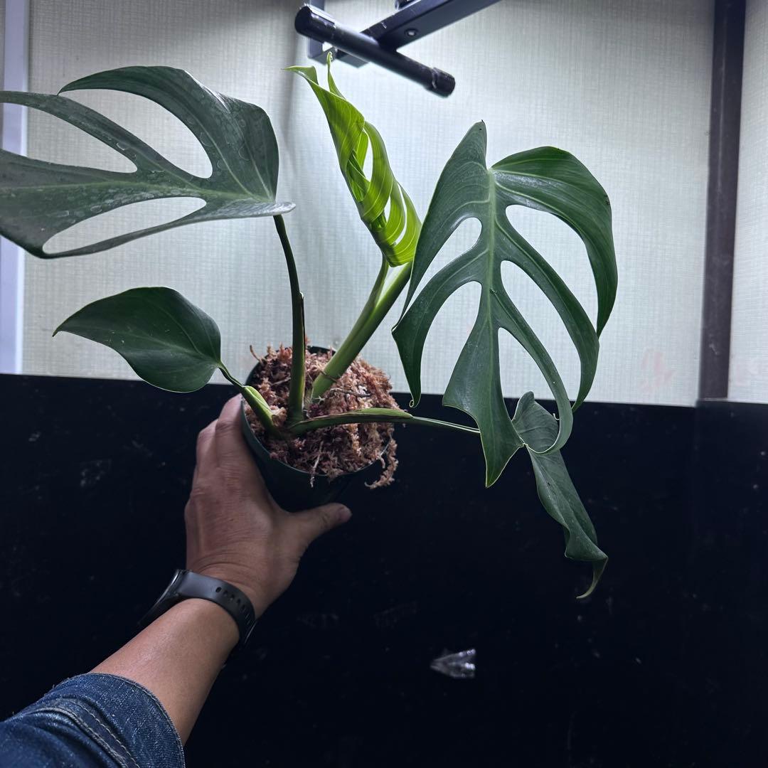 k*o様 モンステラデリシオーサシエラナオアハカ増殖株大株美葉個体レア