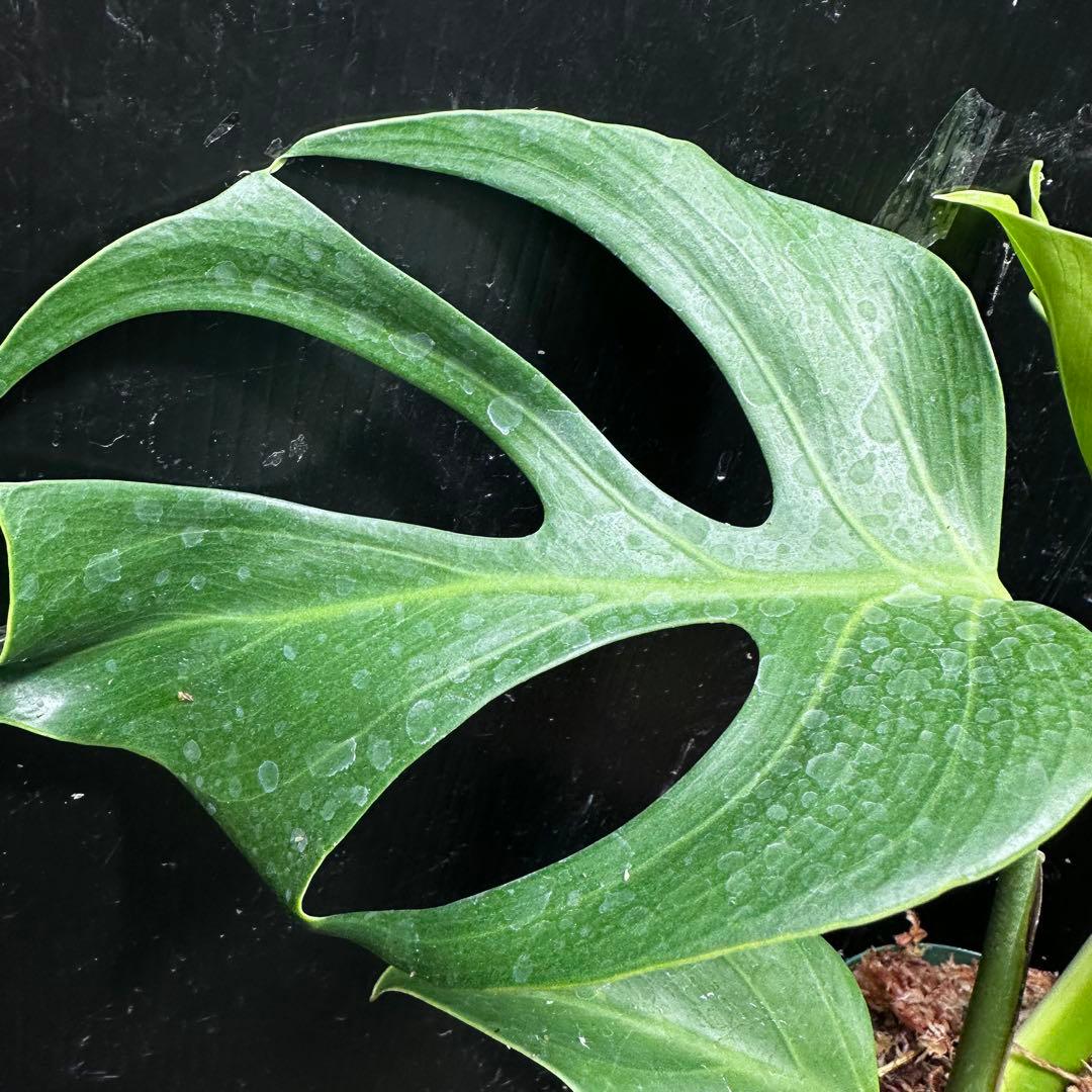 k*o様 モンステラデリシオーサシエラナオアハカ増殖株大株美葉個体レア