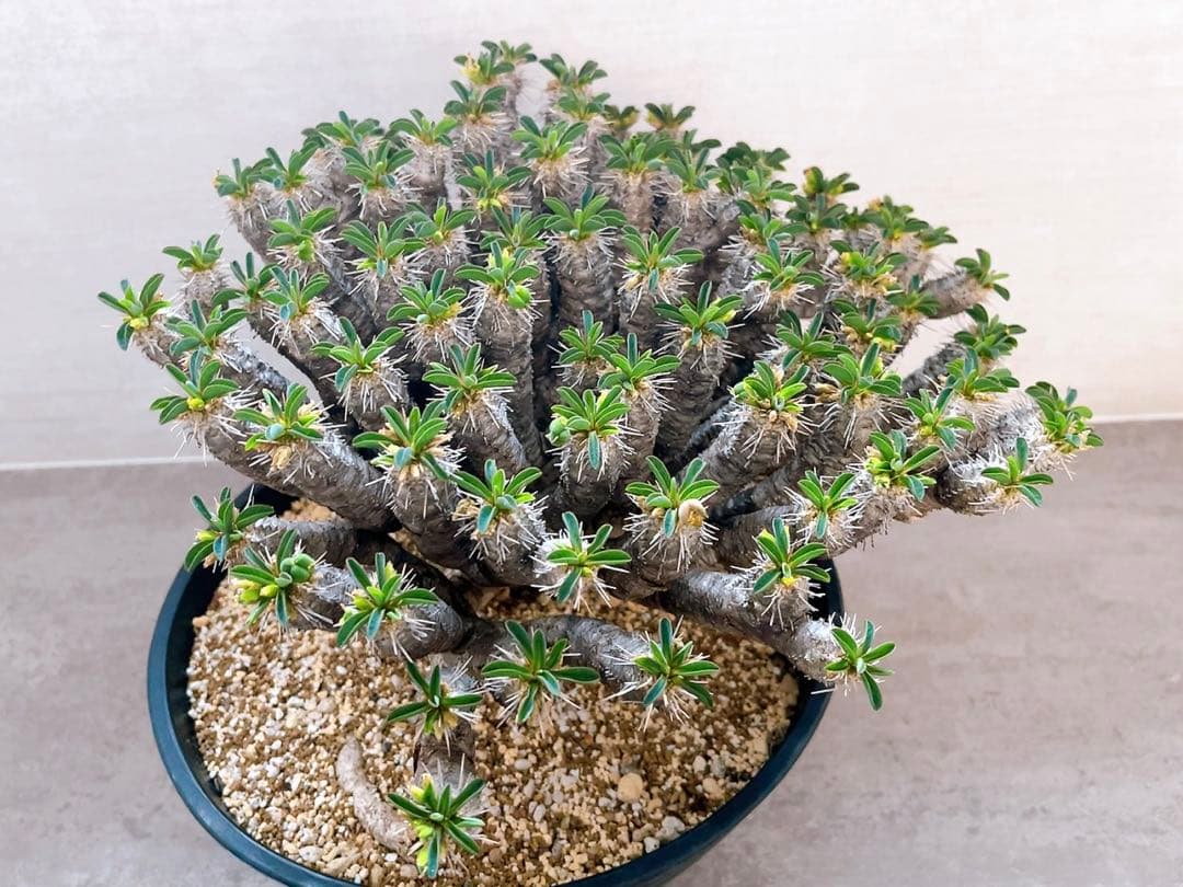 《期間限定販売❗️》『ユーフォルビア　ギラウミニアナ』現地球　発根済み極美大株