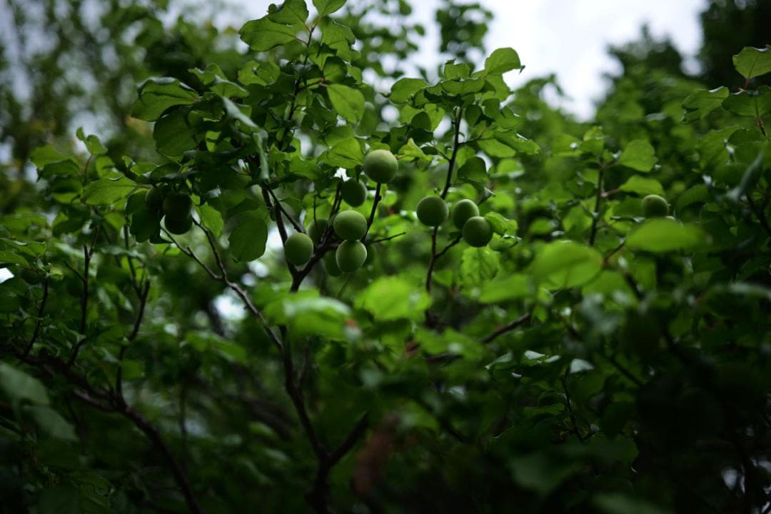 美品　LUMIX S 35mm F1.8 Lマウント