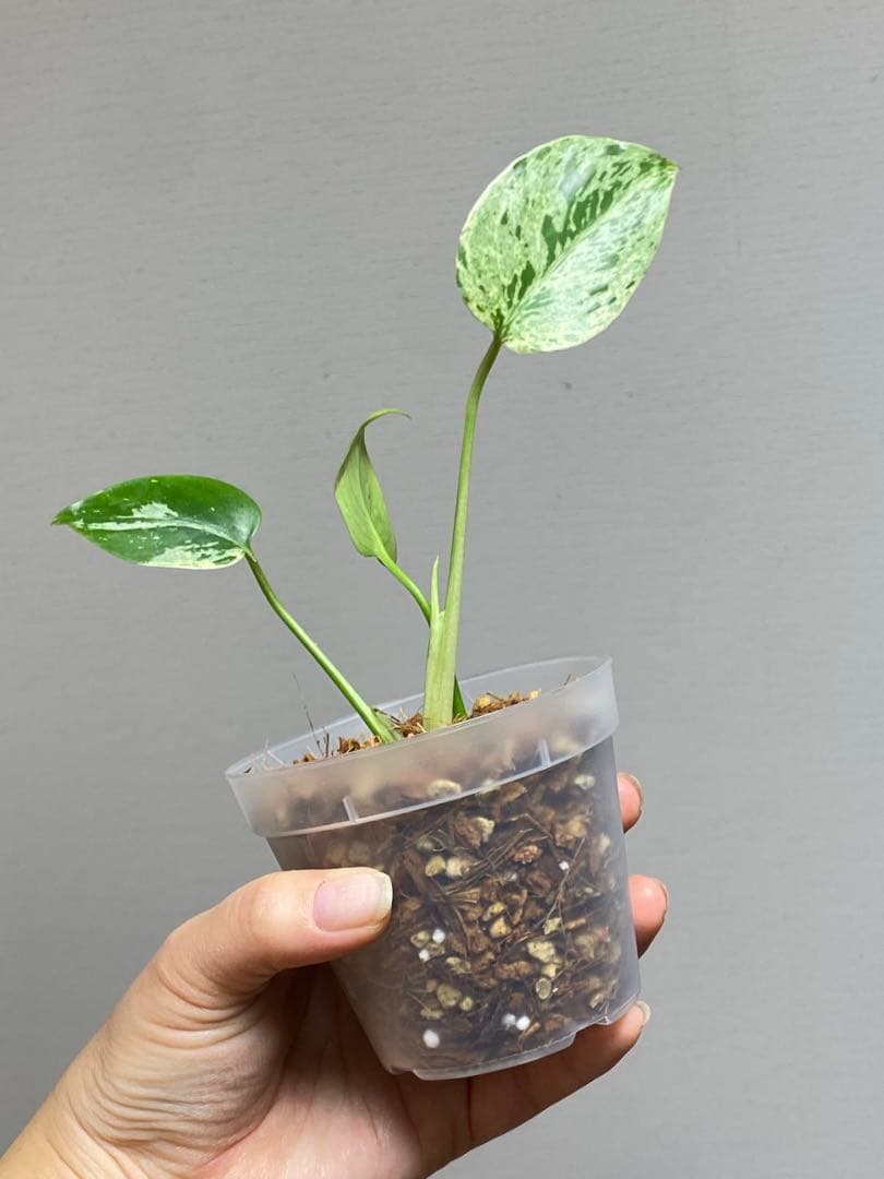 【セール‼️】モンステラ　デリシオーサ　バルバソー　フシギダネ/ ベトシオーサ