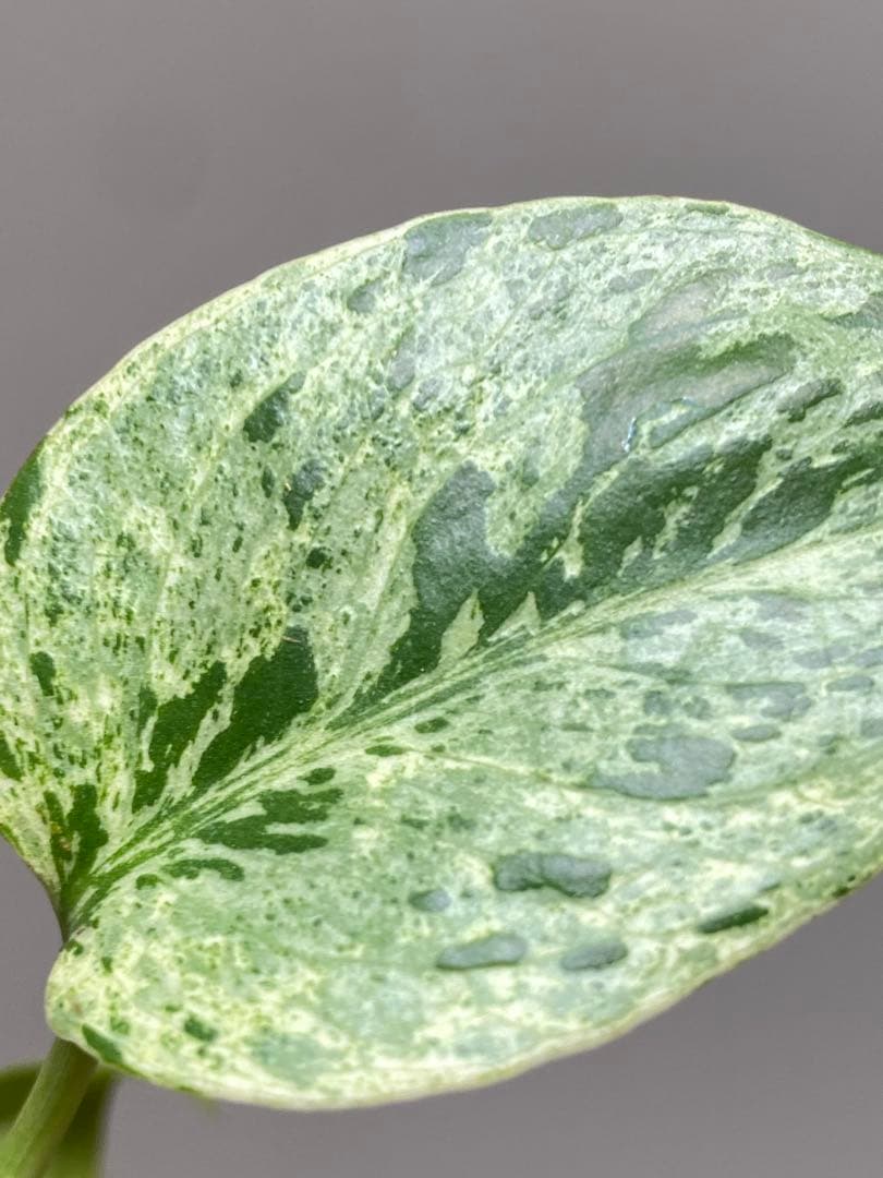 【セール‼️】モンステラ　デリシオーサ　バルバソー　フシギダネ/ ベトシオーサ