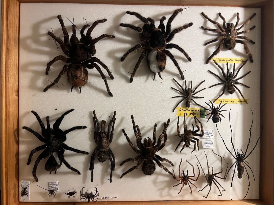 【蜘蛛最大種】バーガンディーゴライアスバードイータータランチュラの標本