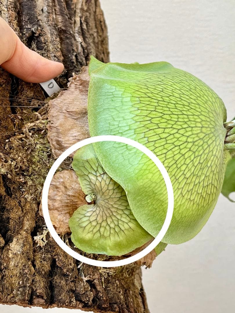 ビカクシダ　子株