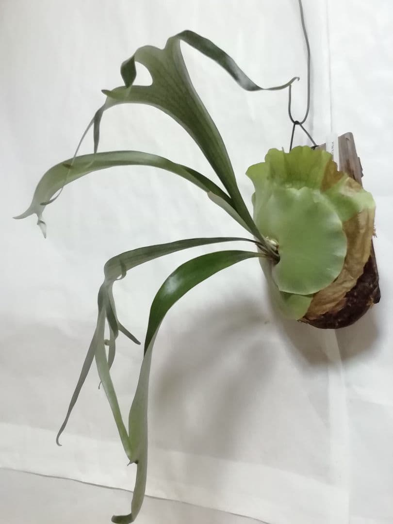 育てやすくて格好良い　ビフルカッムcv.オールド　特大株一点もの