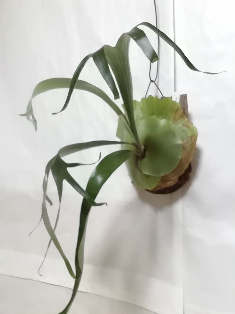 育てやすくて格好良い　ビフルカッムcv.オールド　特大株一点もの