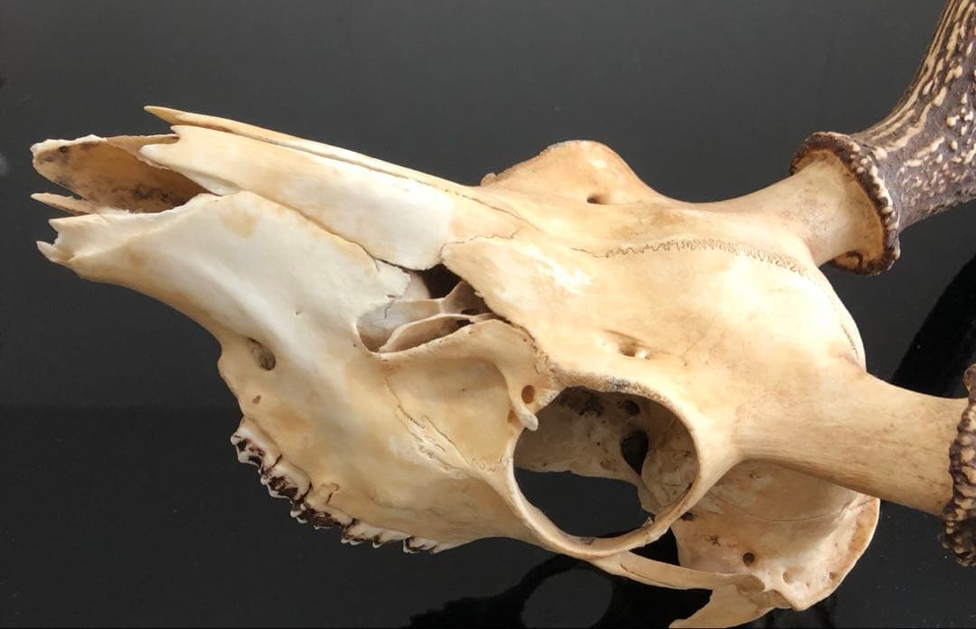 鹿の角　頭骨　ハンティングトロフィー　ニホンジカ