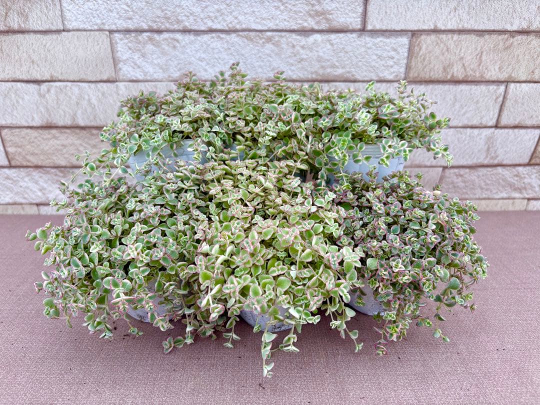 お客商品・多肉植物お好みセット