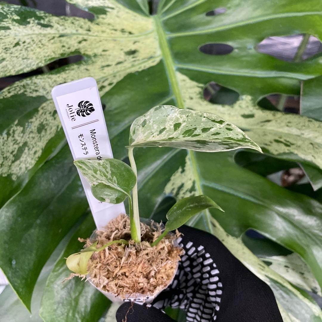 MB8モンステラ　デリシオーサ　ベトシオーサ　2寸ポリポット　ネコポス発送