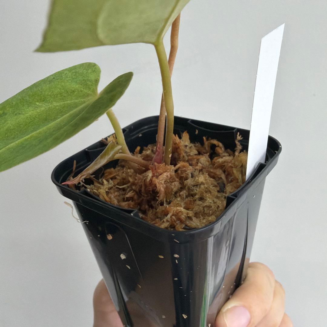 Anthurium ‘Mint King’ アンスリウムミントキング 2