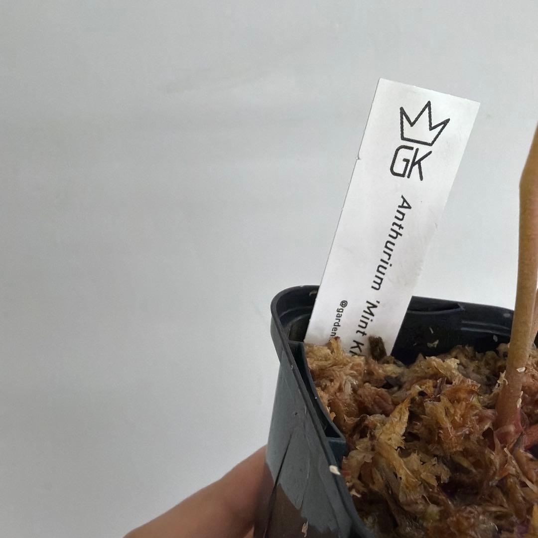 Anthurium ‘Mint King’ アンスリウムミントキング 2