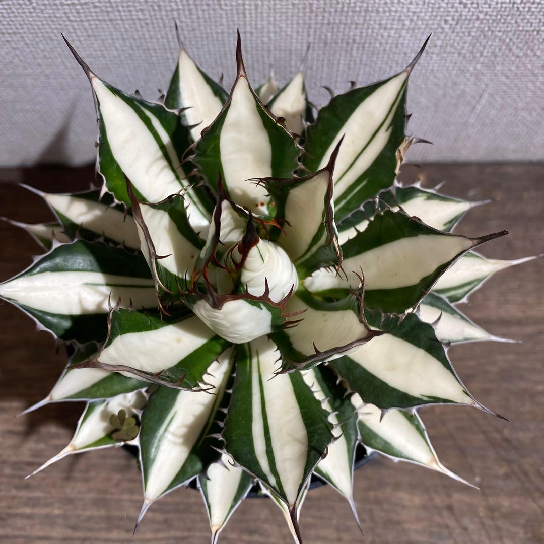 アガベ　ホリダ白中斑入　極上ラスト