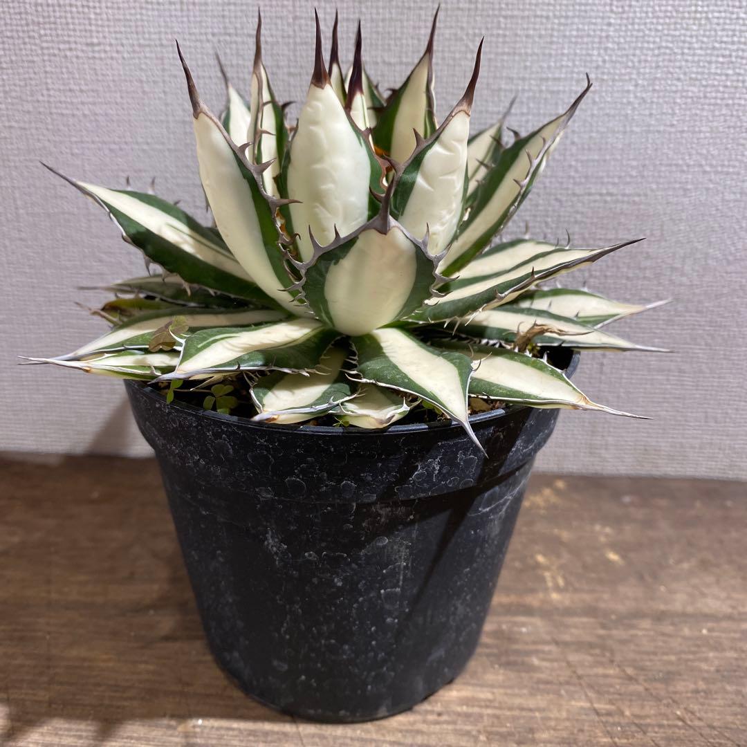 アガベ　ホリダ白中斑入　極上ラスト