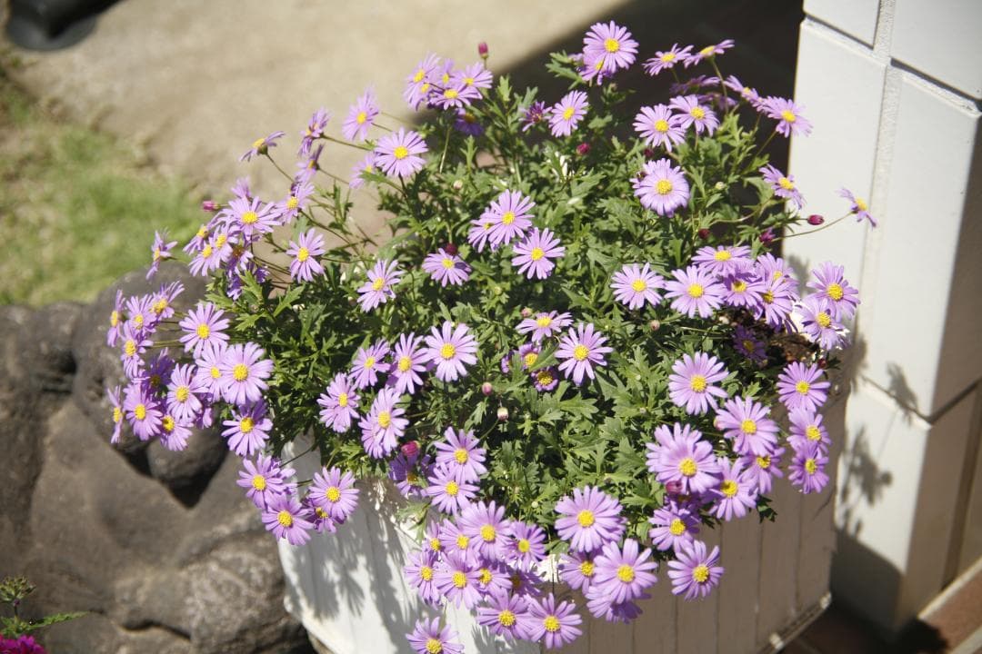 CANON 旧 FD 50mm f1.4 S.S.C.　 L92